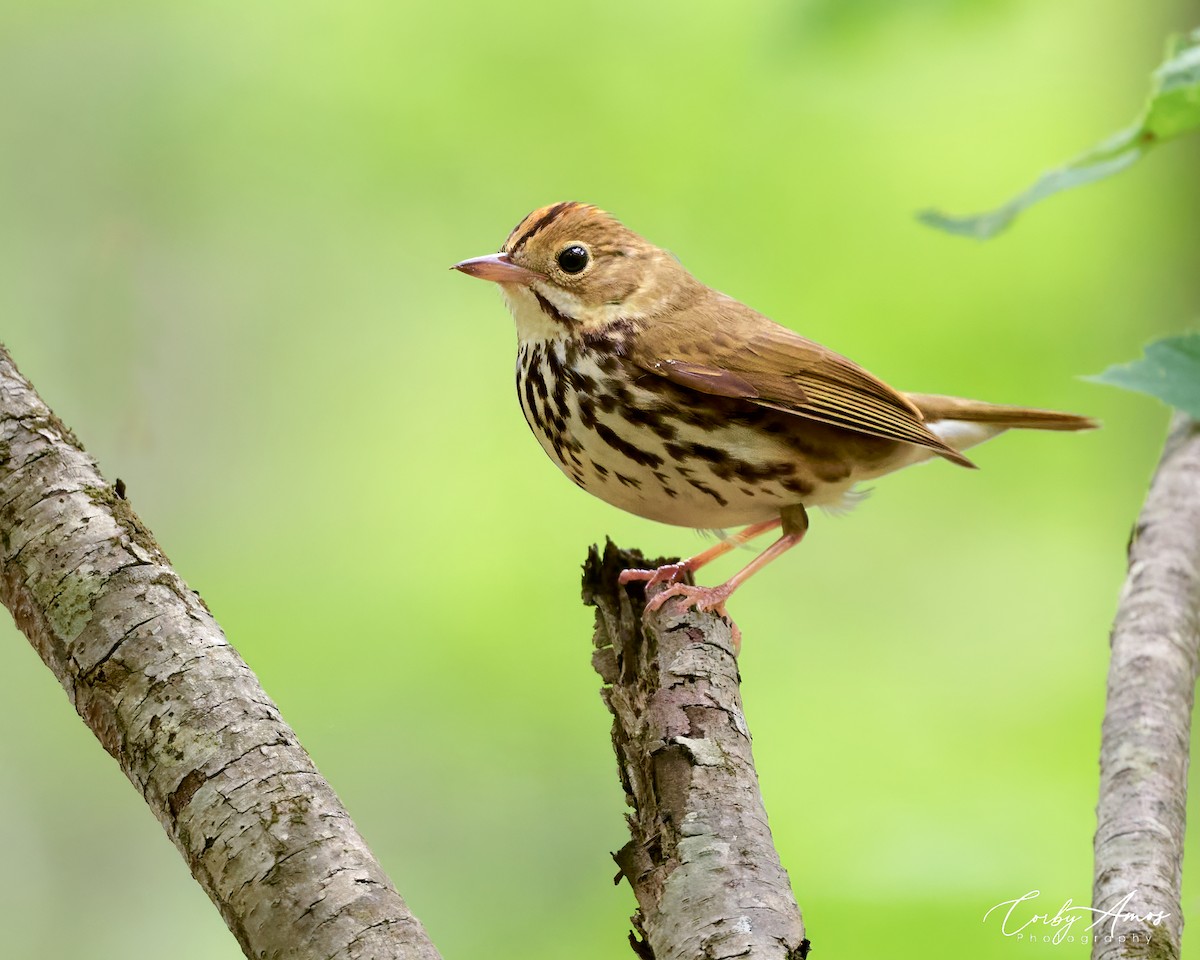 Ovenbird - ML618098598