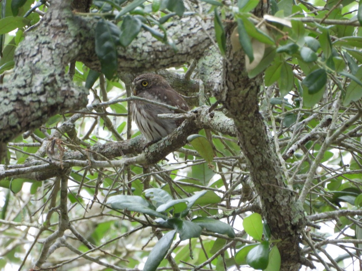 Ferruginous Pygmy-Owl - ML618098600