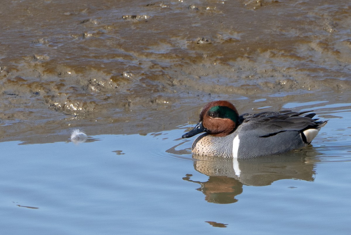 Green-winged Teal - ML618098604