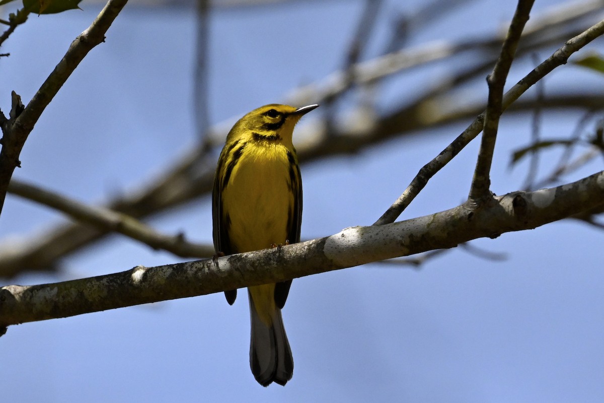 Prairie Warbler - ML618098611