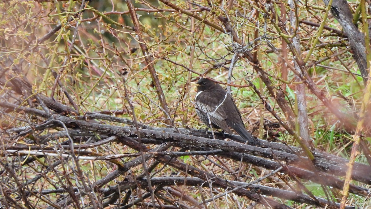 Ring Ouzel - Andy  Woodward