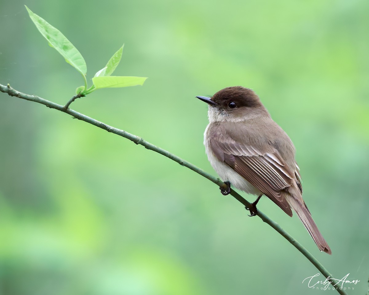 Eastern Phoebe - Corby Amos