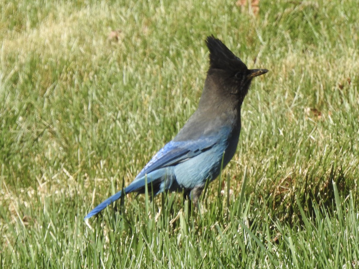 Steller's Jay - Victoria Vosburg