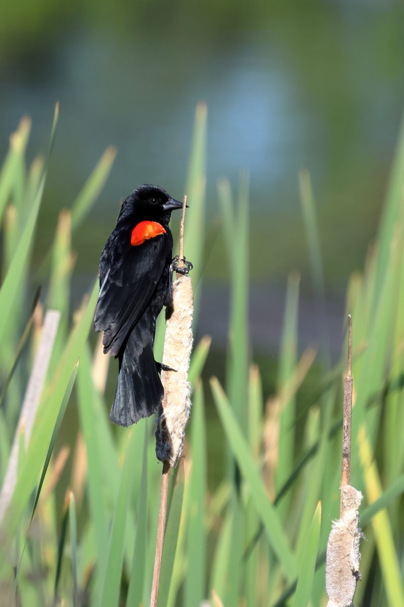 Red-winged Blackbird - ML618098661