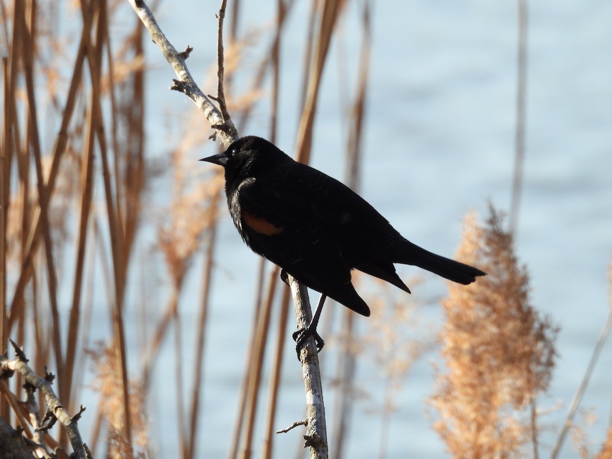 Red-winged Blackbird - ML618098682