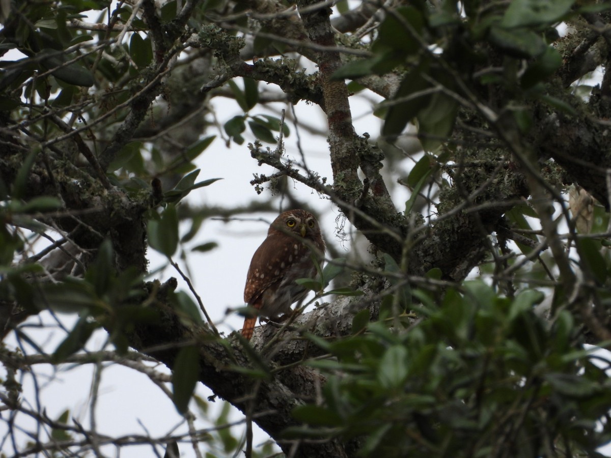 Ferruginous Pygmy-Owl - Megan  Foll