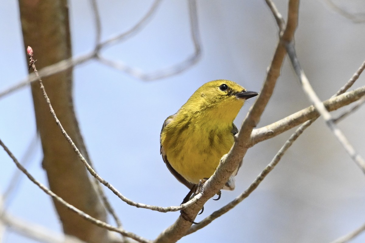 Pine Warbler - ML618098696