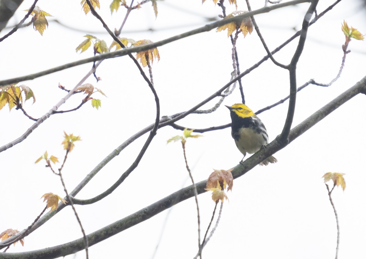 Black-throated Green Warbler - ML618098729