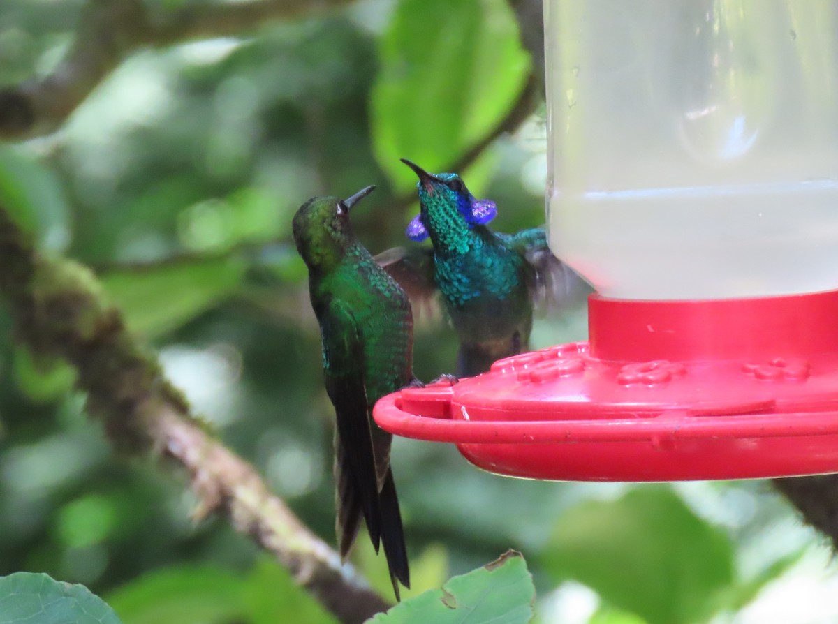 kolibřík modrouchý - ML618098753