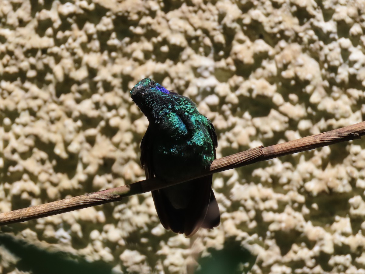 kolibřík modrouchý - ML618098757
