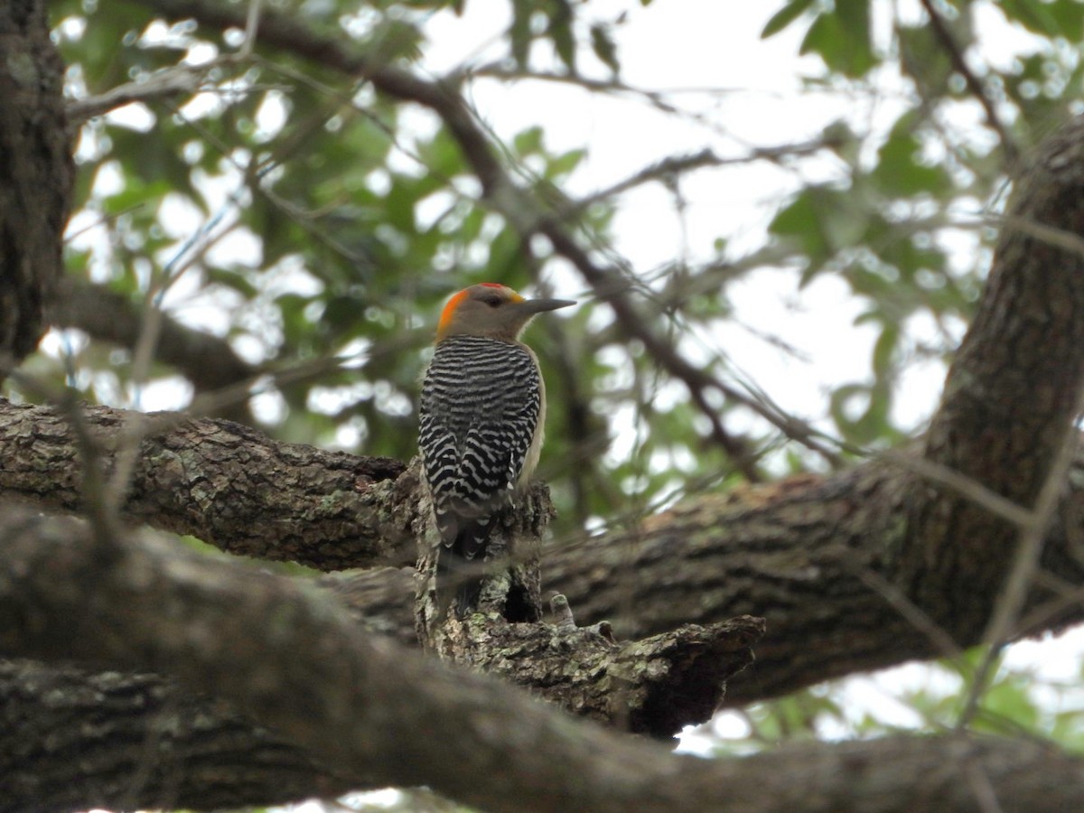 Golden-fronted Woodpecker - Megan  Foll