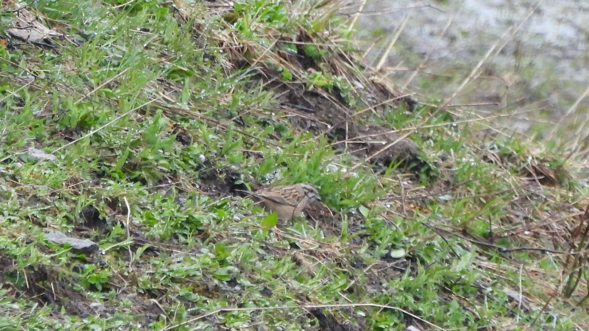 Rock Bunting - Andy  Woodward