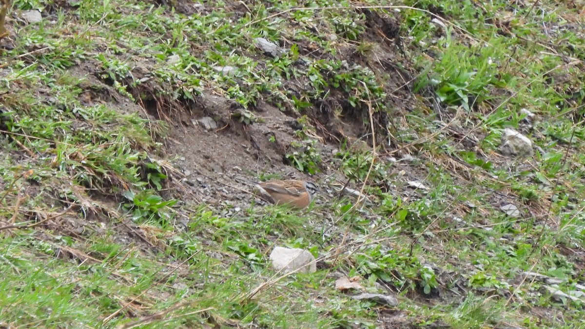 Rock Bunting - ML618098767