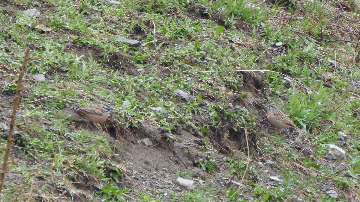 Rock Bunting - ML618098768