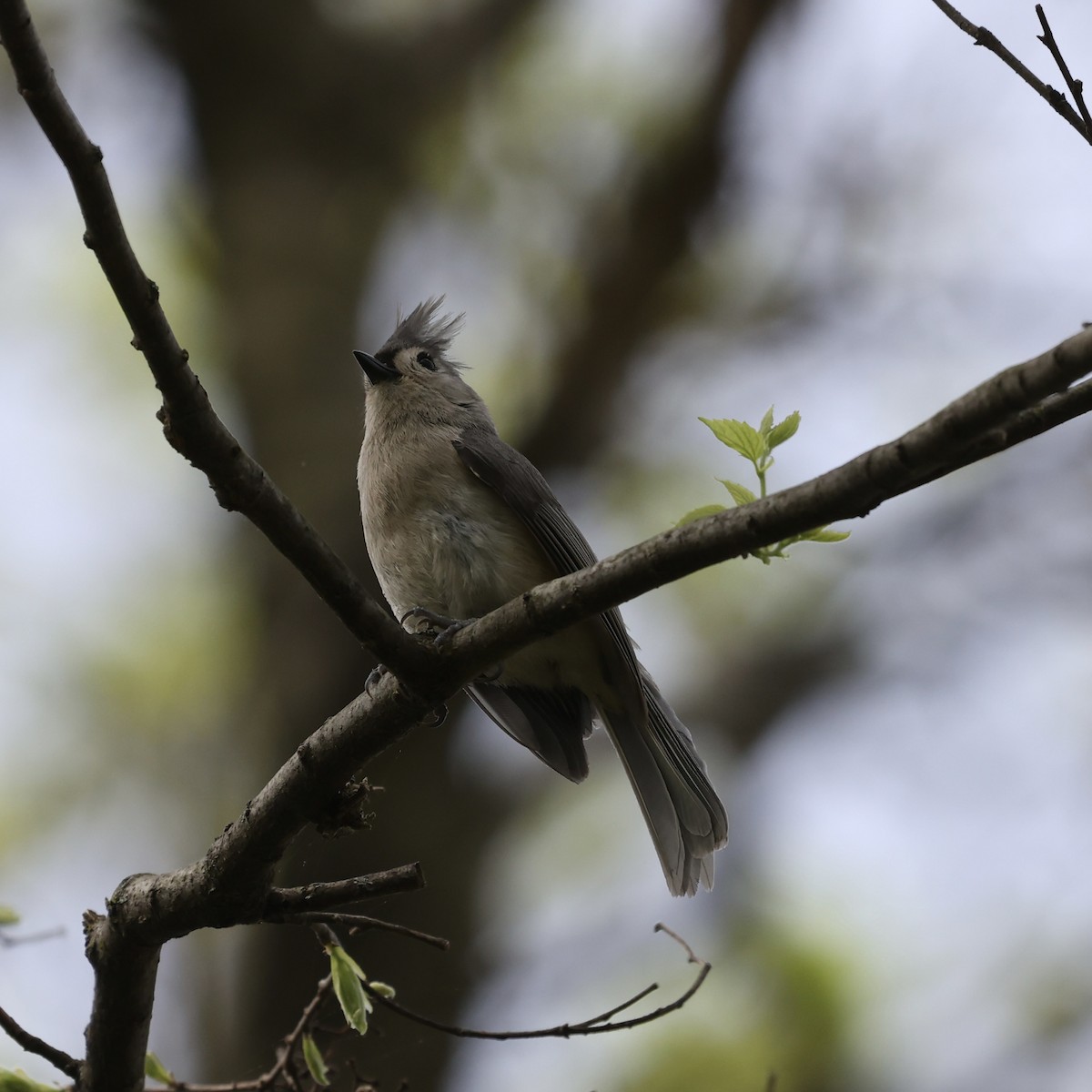 Tufted Titmouse - Michael Burkhart