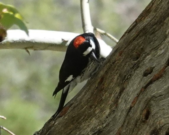 Acorn Woodpecker - ML618098776