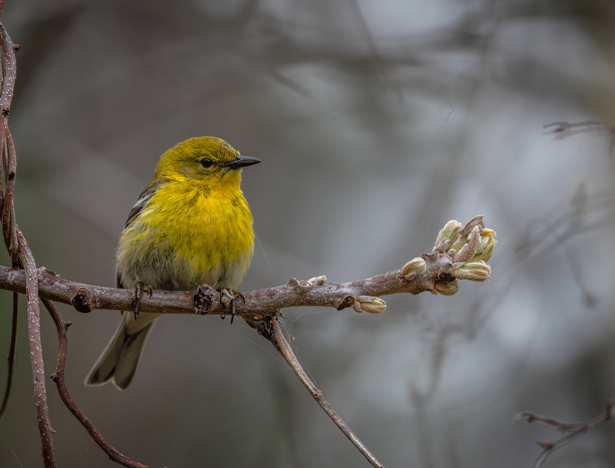Pine Warbler - ML618098783