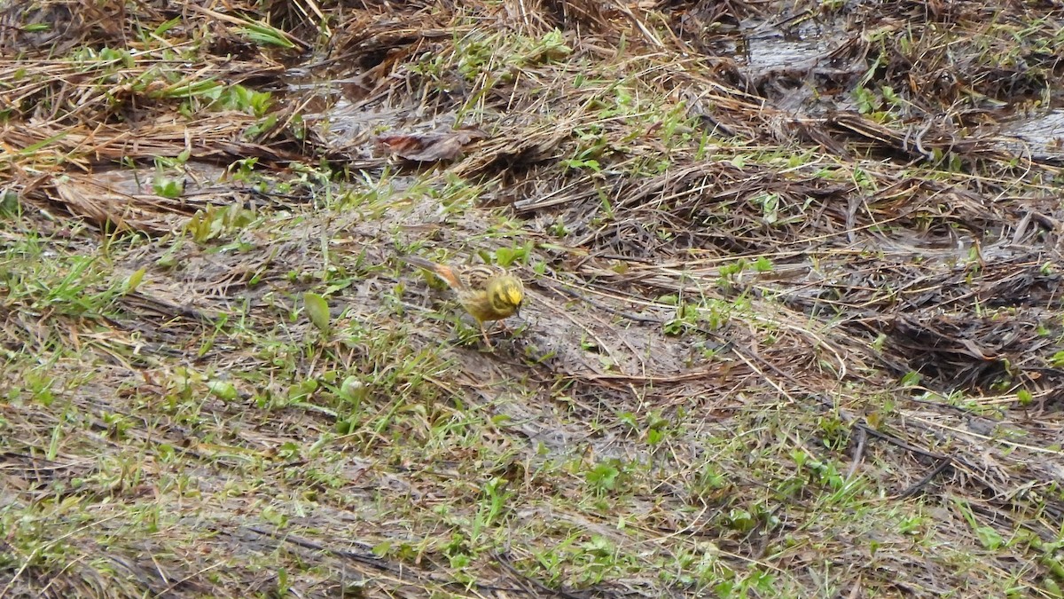 Yellowhammer - ML618098800