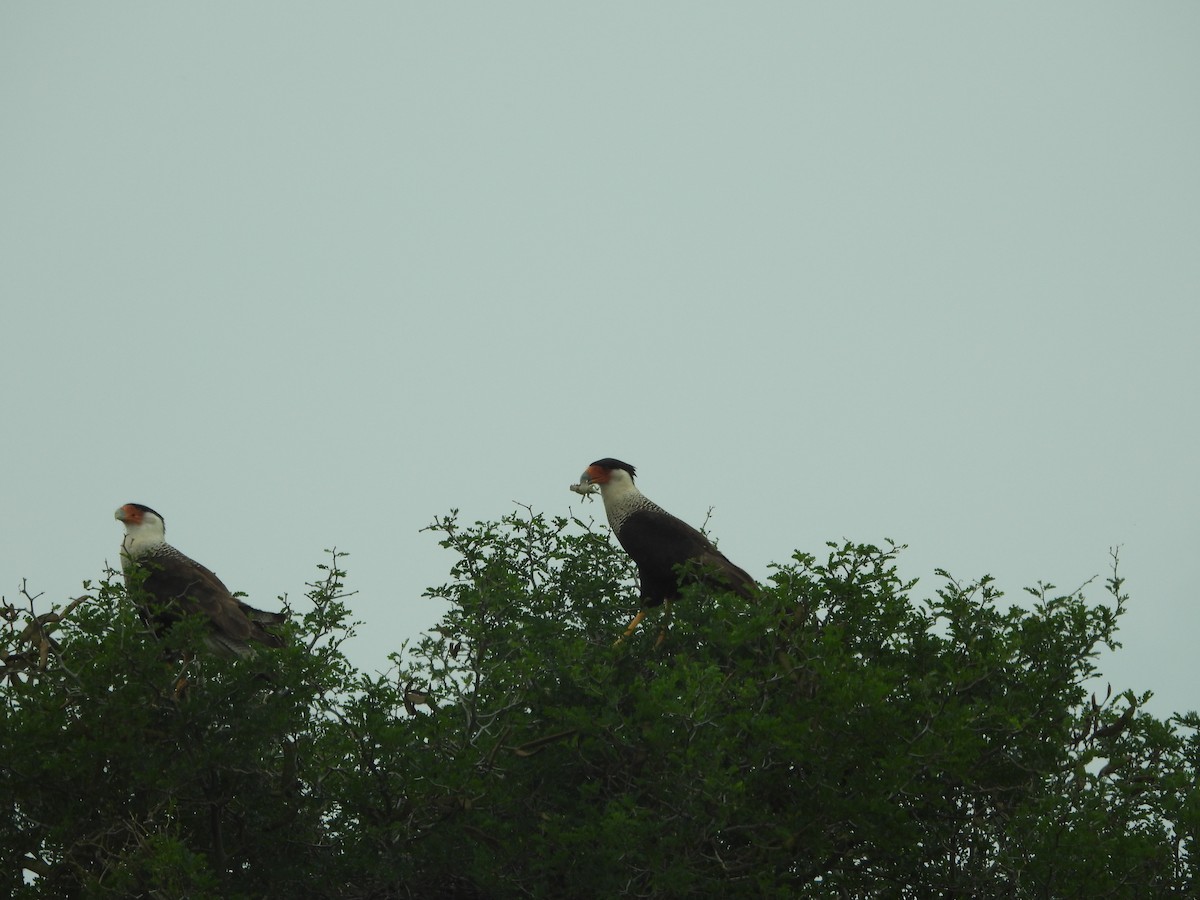 Crested Caracara - Megan  Foll