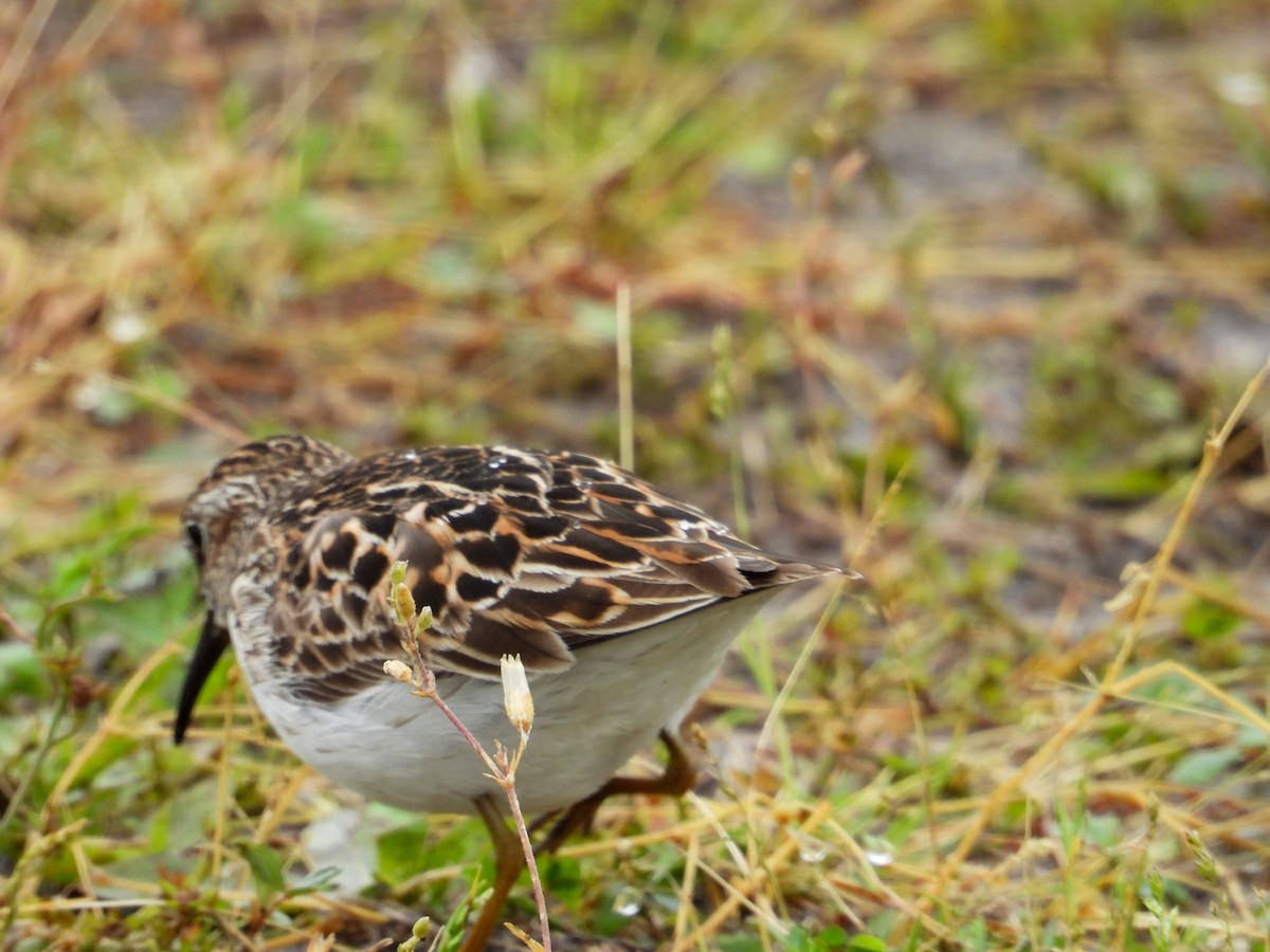 Least Sandpiper - ML618098838