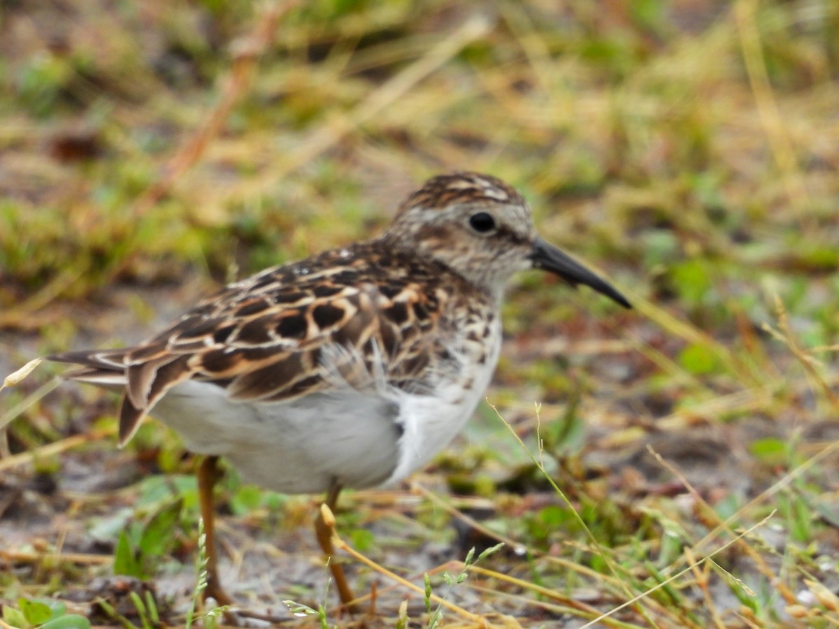 Least Sandpiper - ML618098839