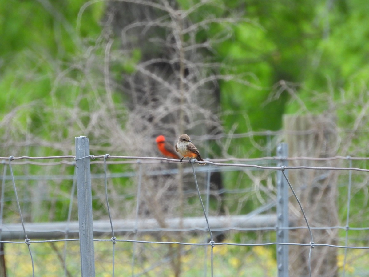 Vermilion Flycatcher - Megan  Foll