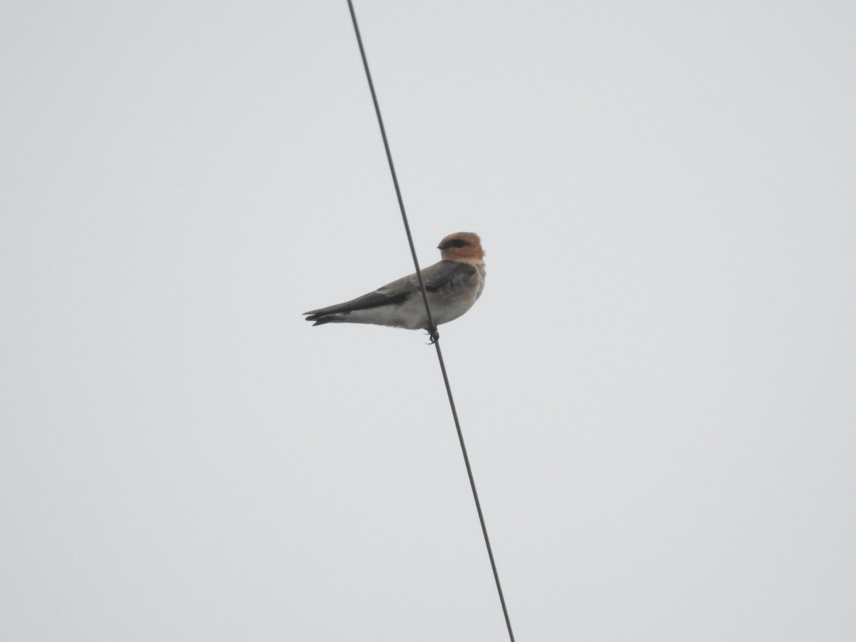 Tawny-headed Swallow - Ivanna Schlender