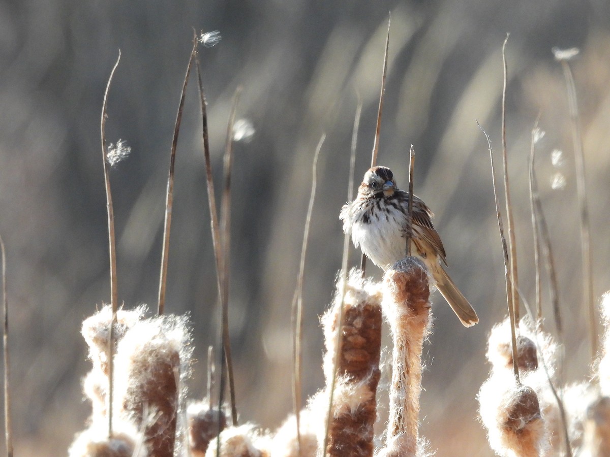 Song Sparrow - ML618098853