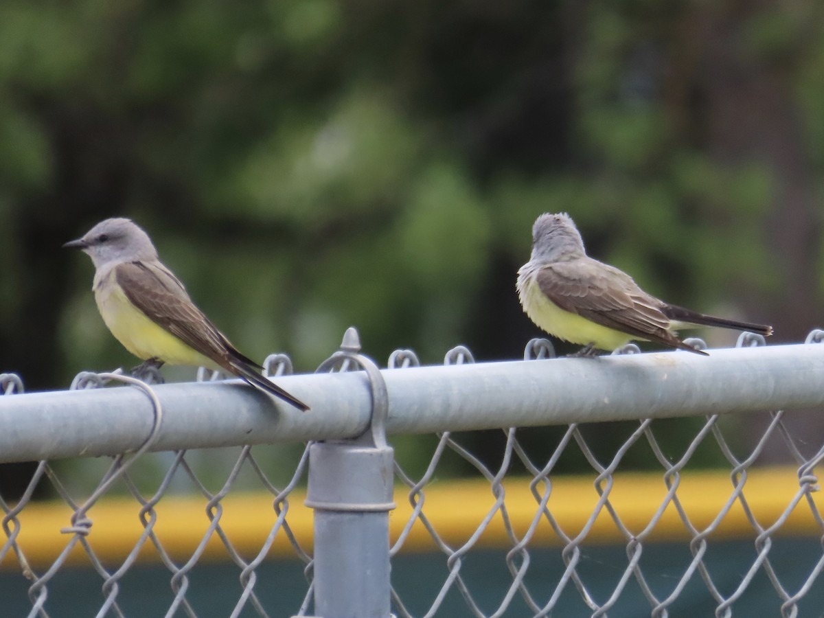 Western Kingbird - Eric Wier