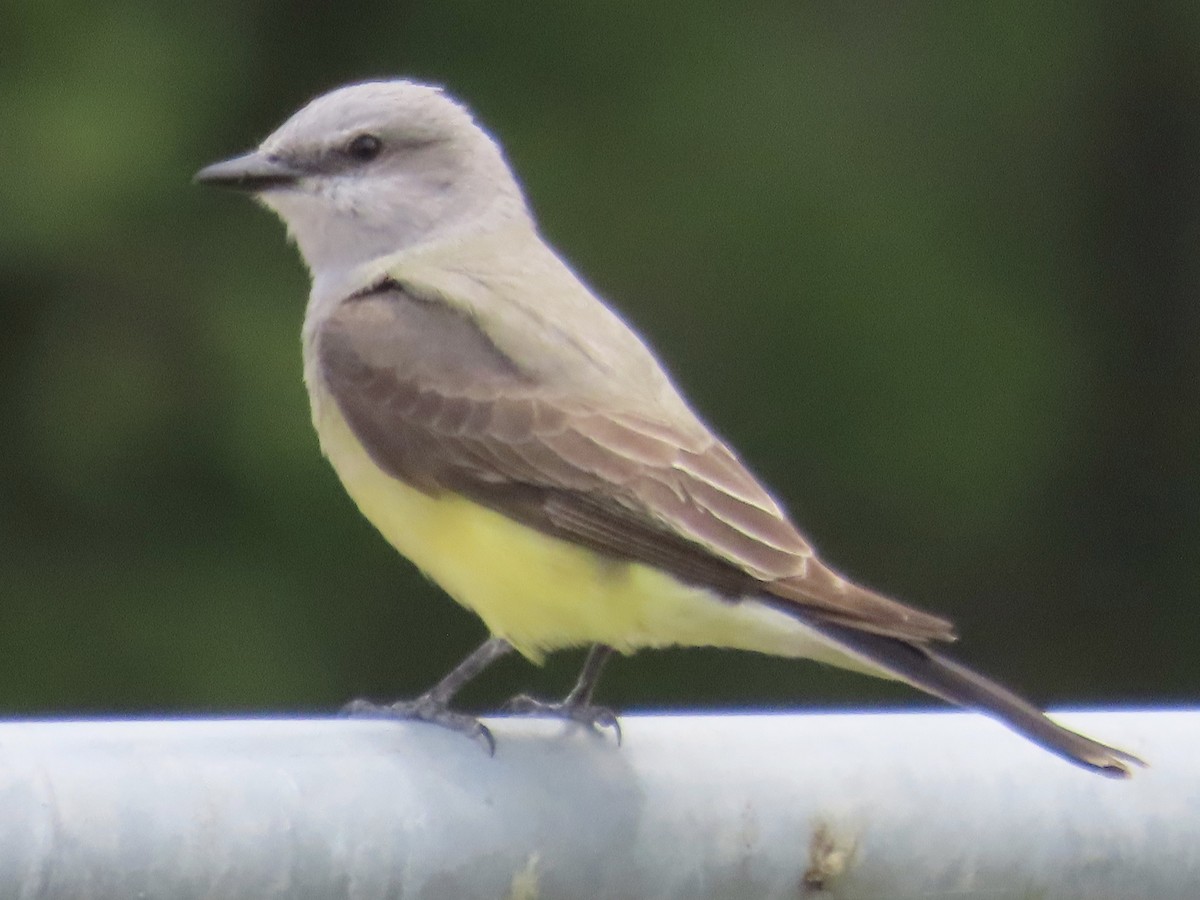 Western Kingbird - Eric Wier