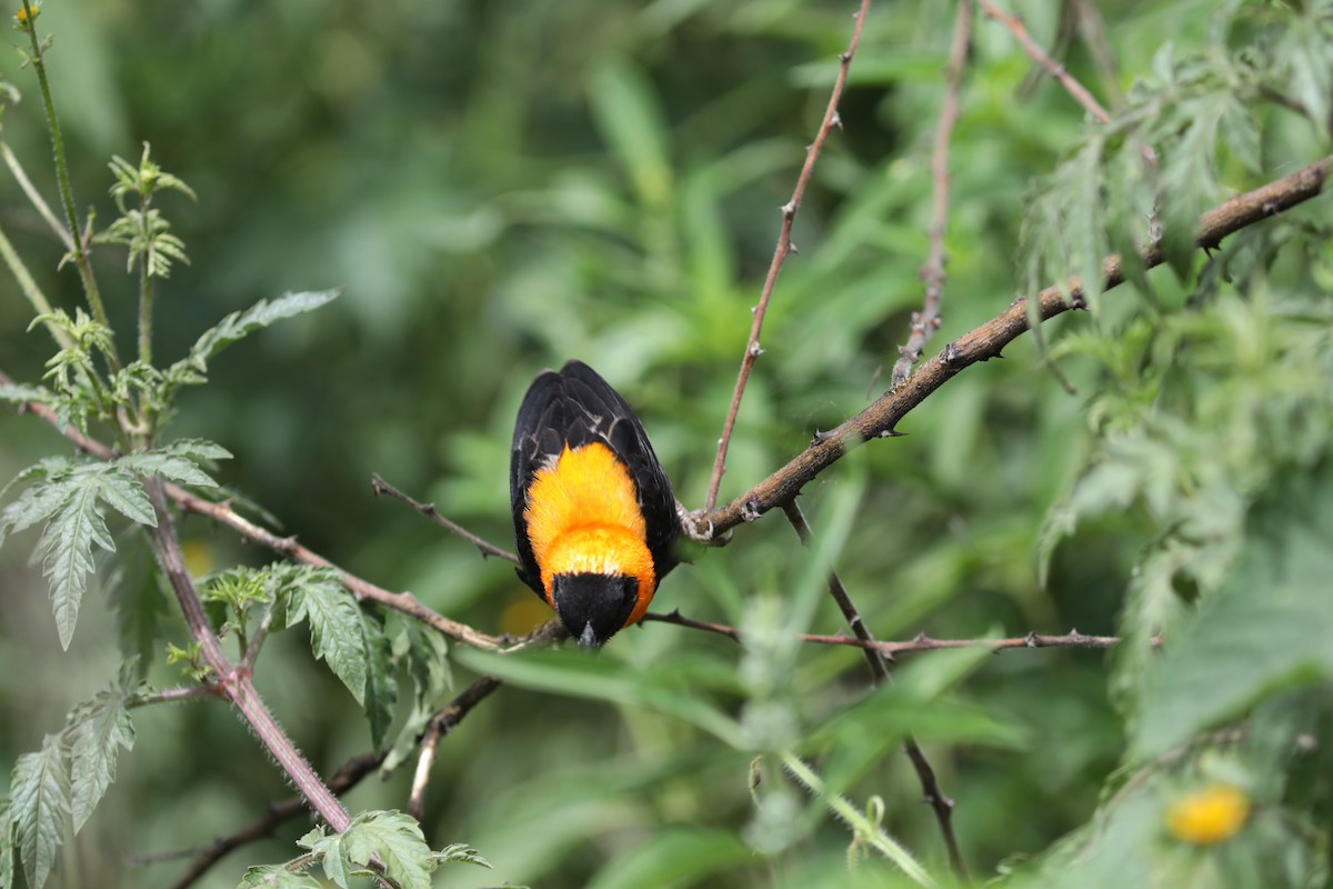 Black Bishop - ML618098897