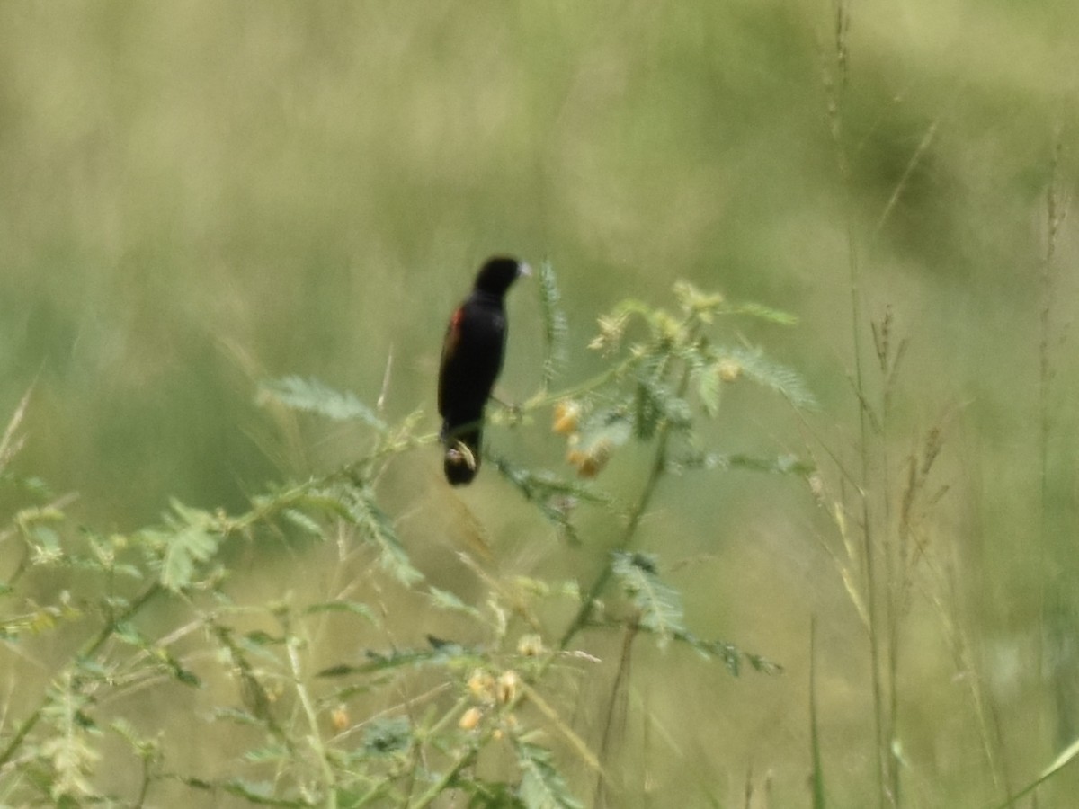 Fan-tailed Widowbird - ML618098902