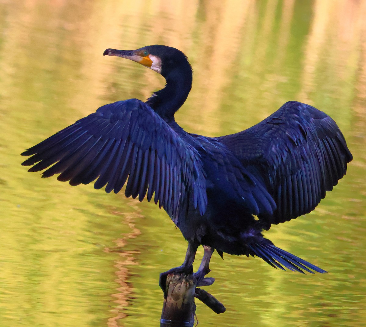 Great Cormorant - Egor Loboda