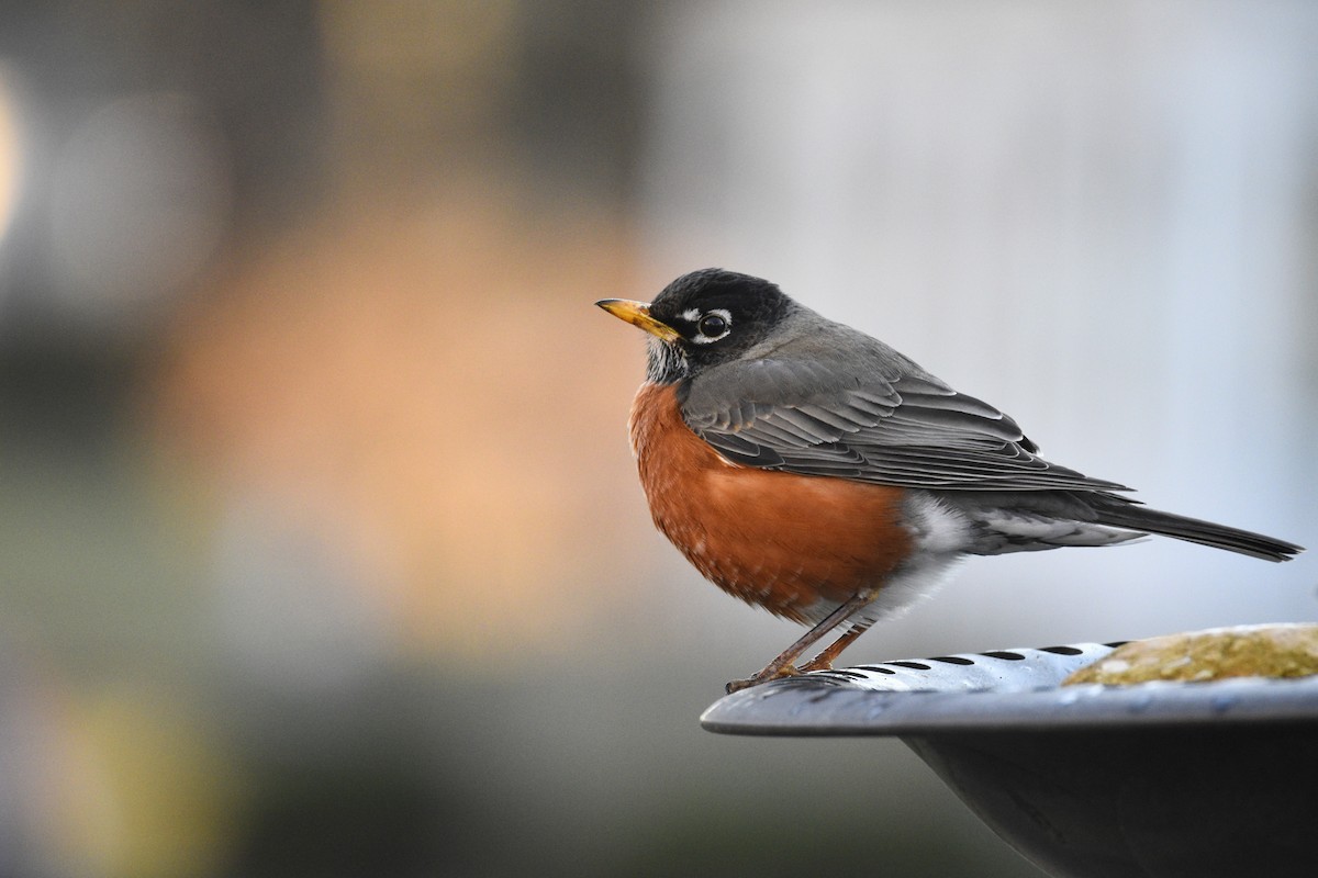 American Robin - Landon Roberts