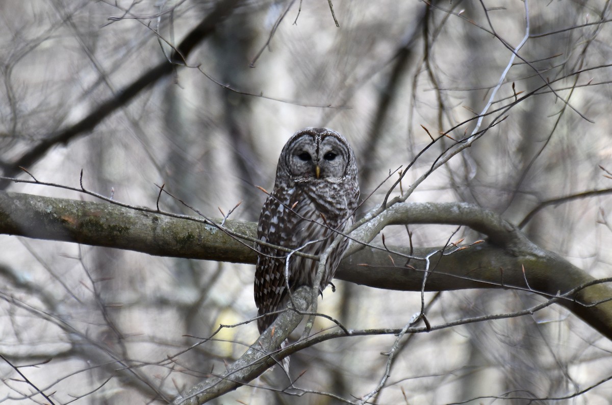 Barred Owl - ML618098964