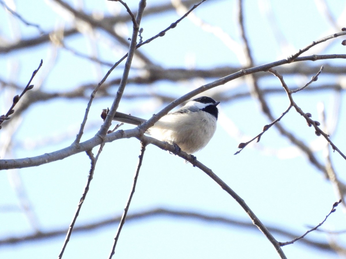 Carolina Chickadee - ML618098973