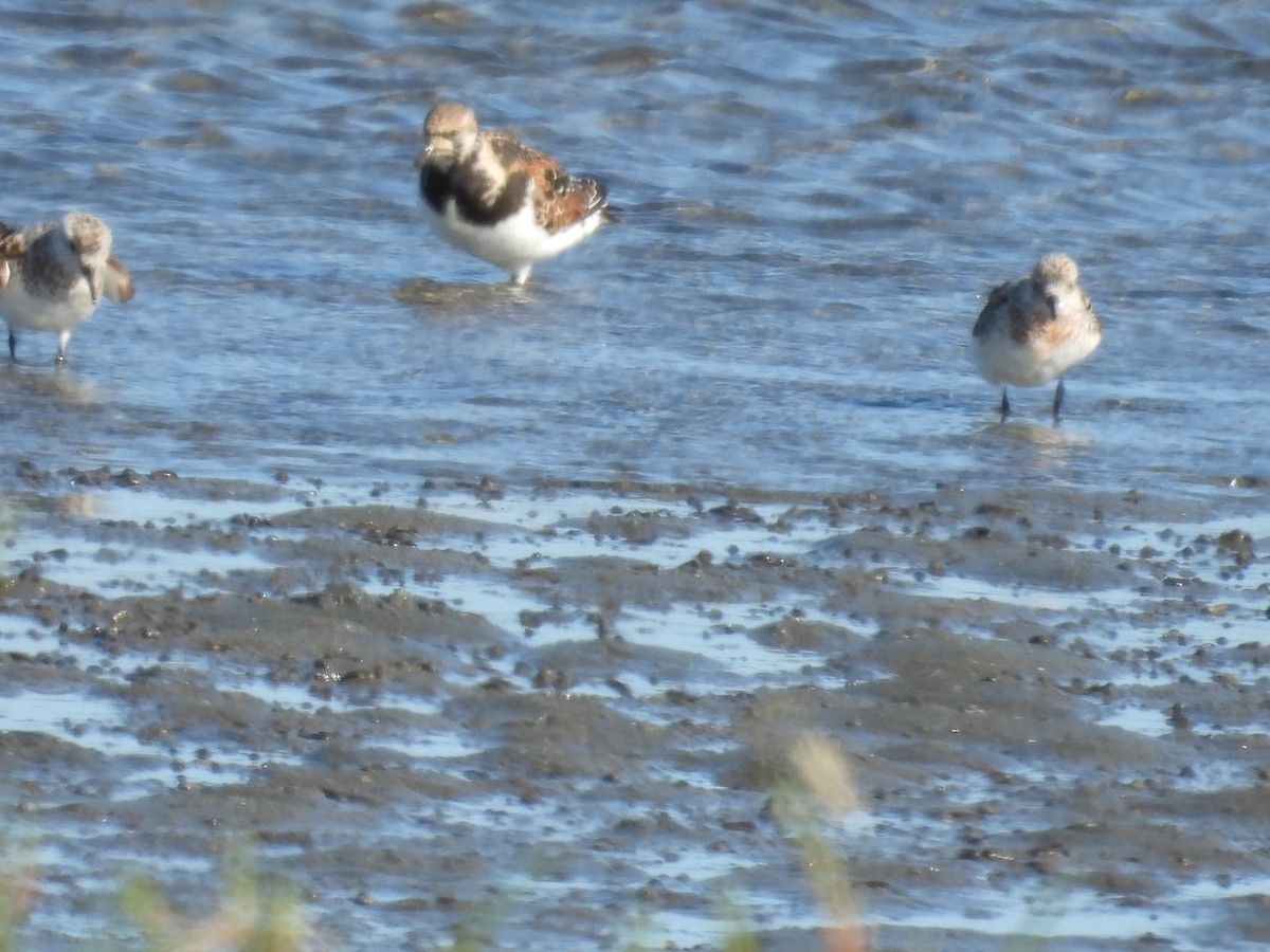 Ruddy Turnstone - Patti Northam