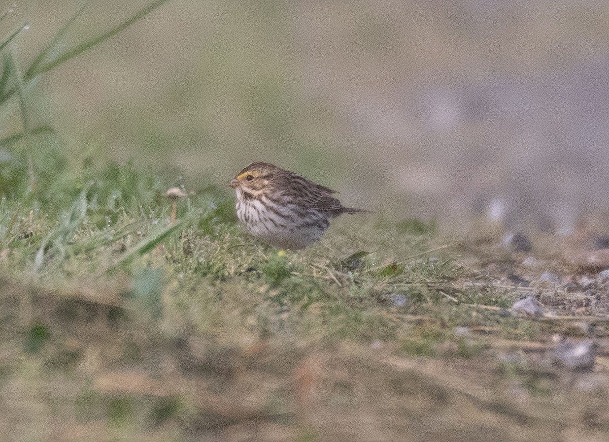 Savannah Sparrow - Dennis Utterback