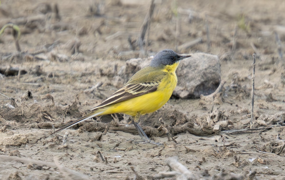 Western Yellow Wagtail (thunbergi) - Veronika Švestková