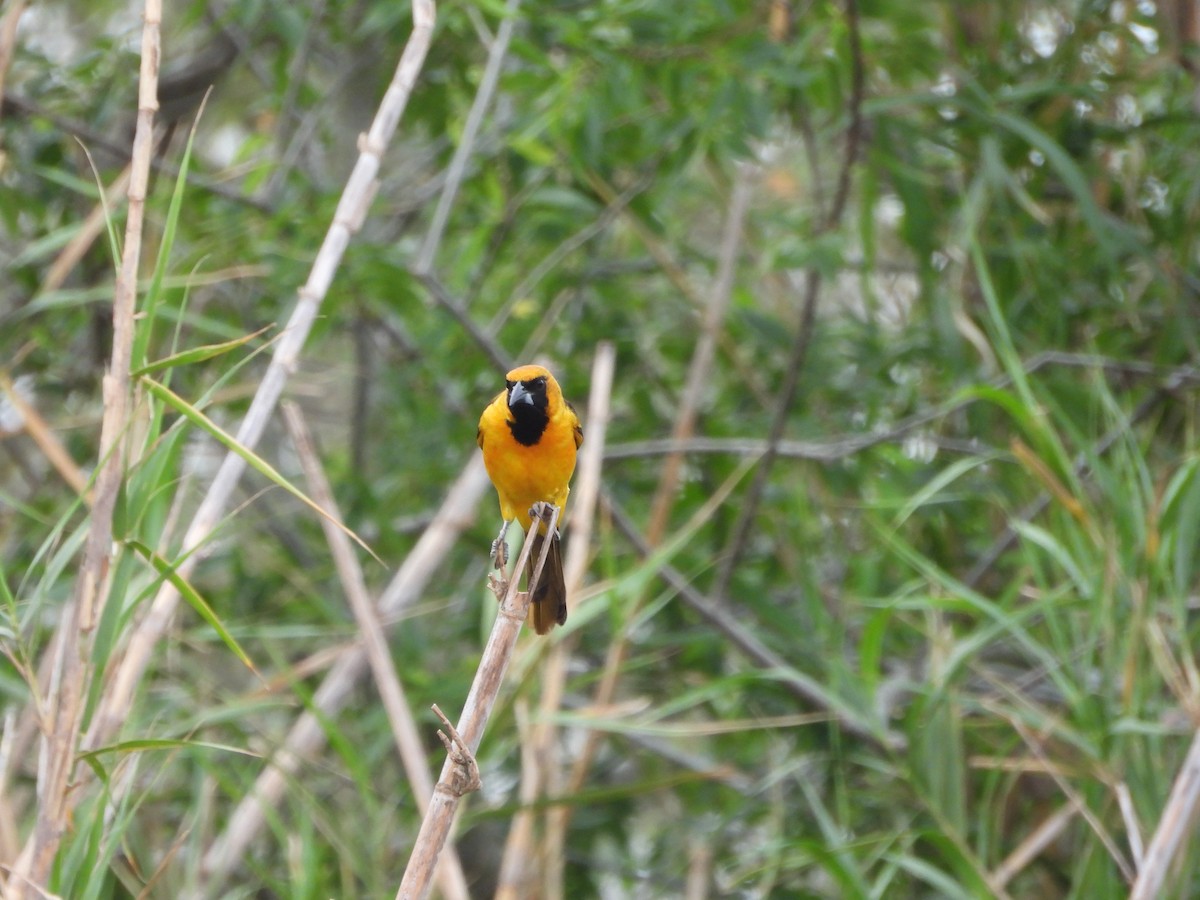 Hooded Oriole - Megan  Foll