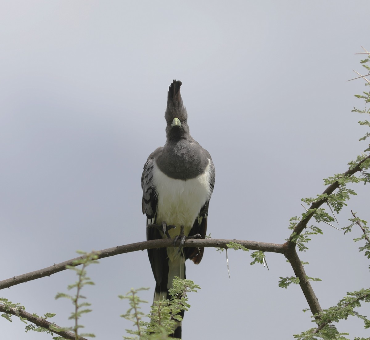 White-bellied Go-away-bird - ML618099057