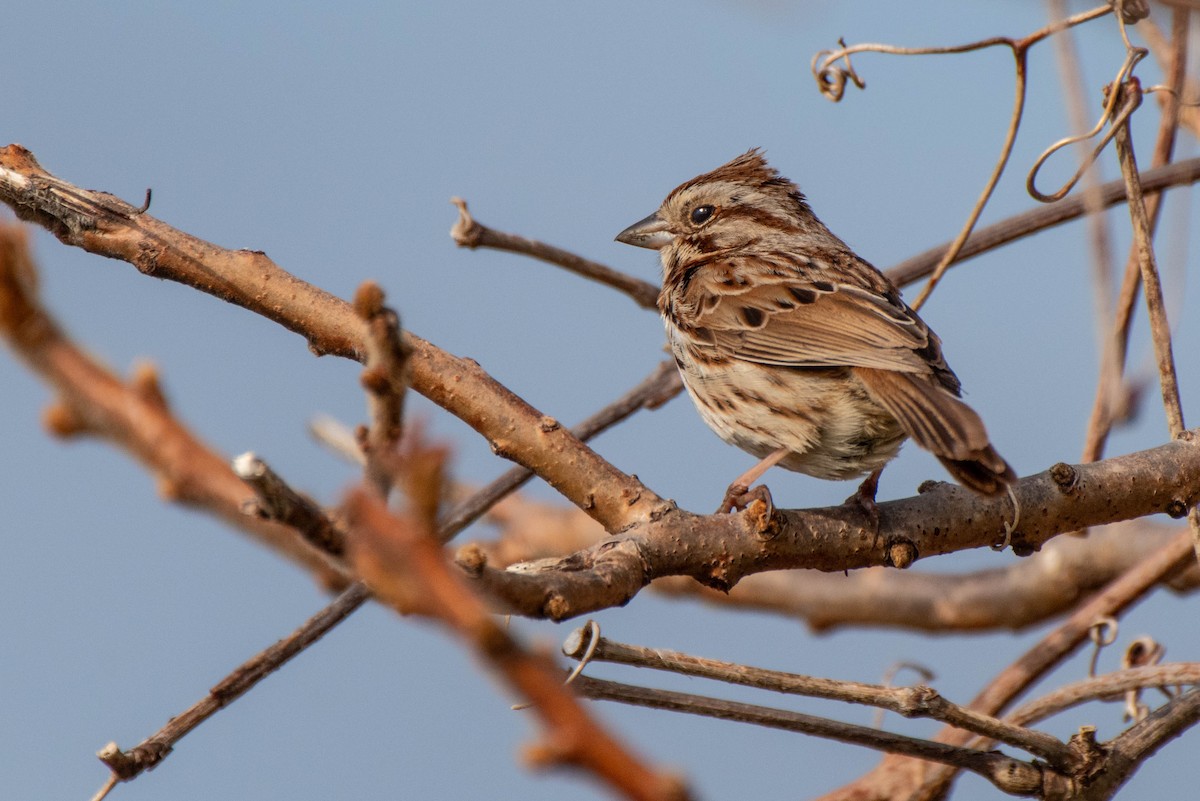 Song Sparrow - Paul Locke