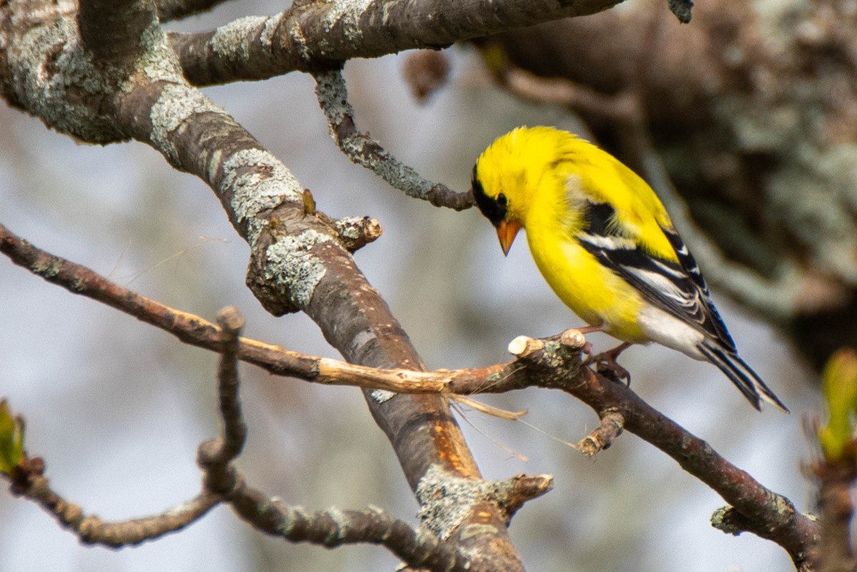 American Goldfinch - Paul Locke