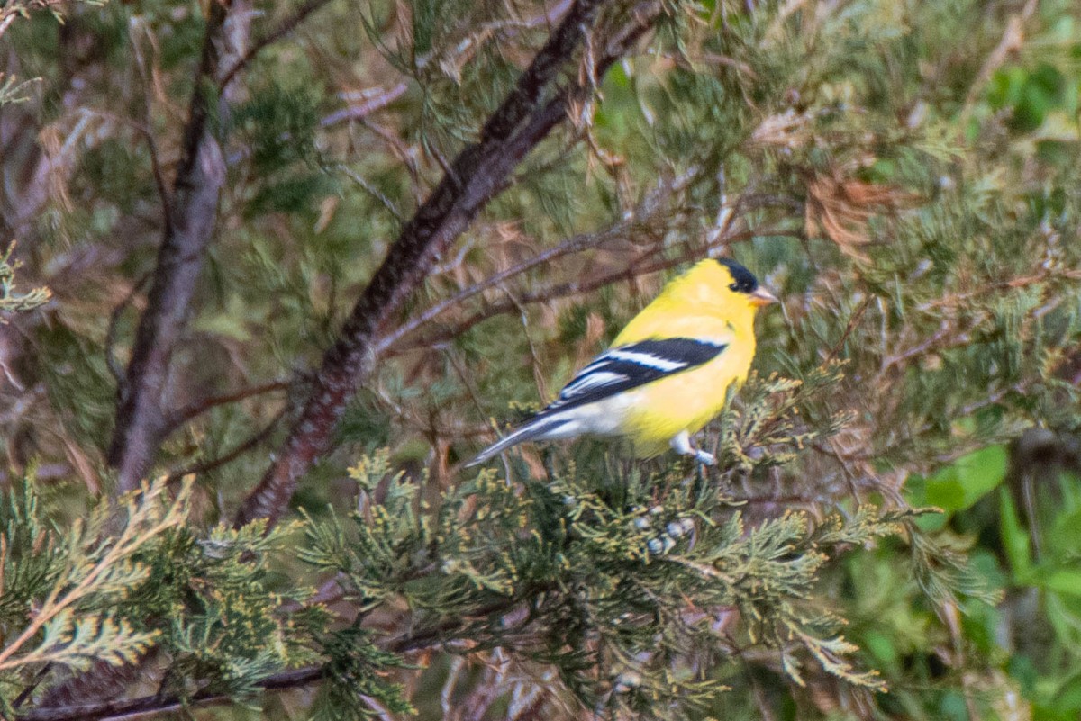 American Goldfinch - Paul Locke