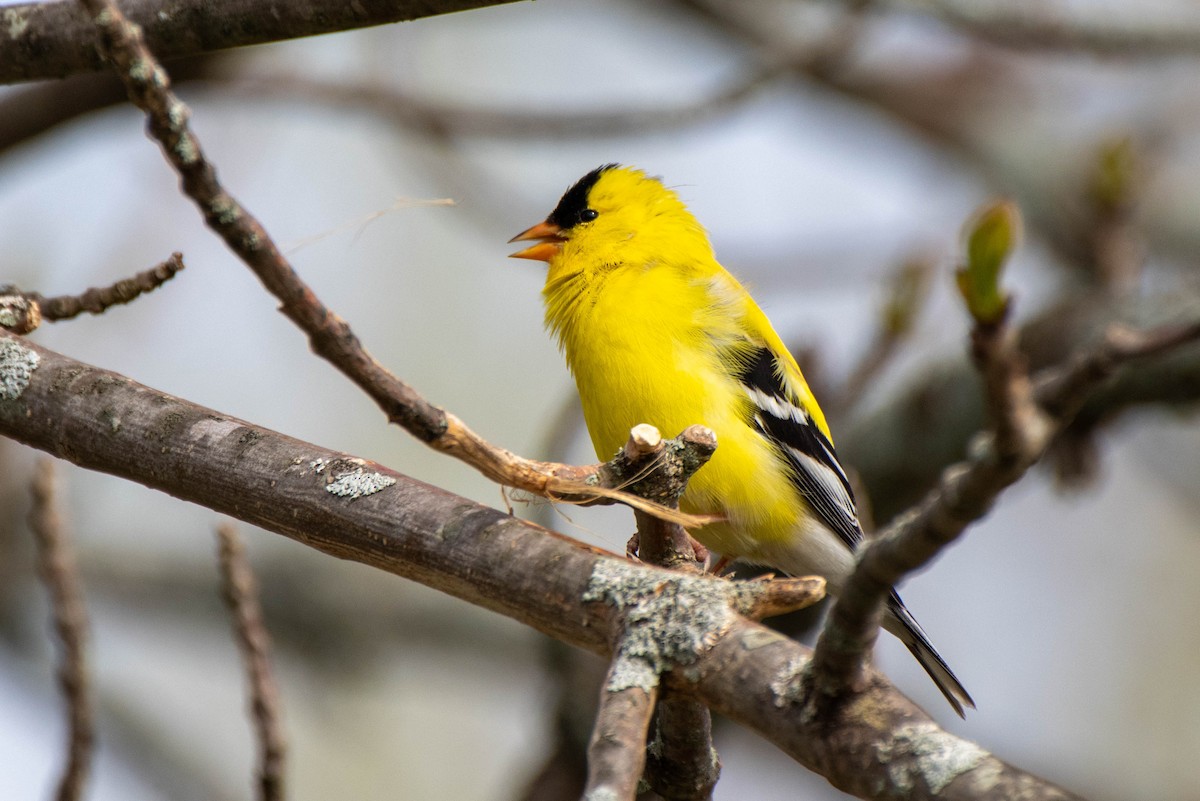 American Goldfinch - Paul Locke