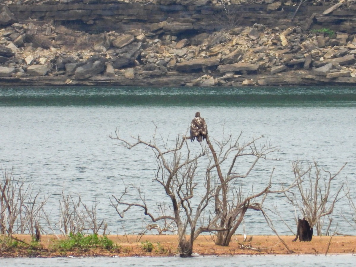 Bald Eagle - Anonymous