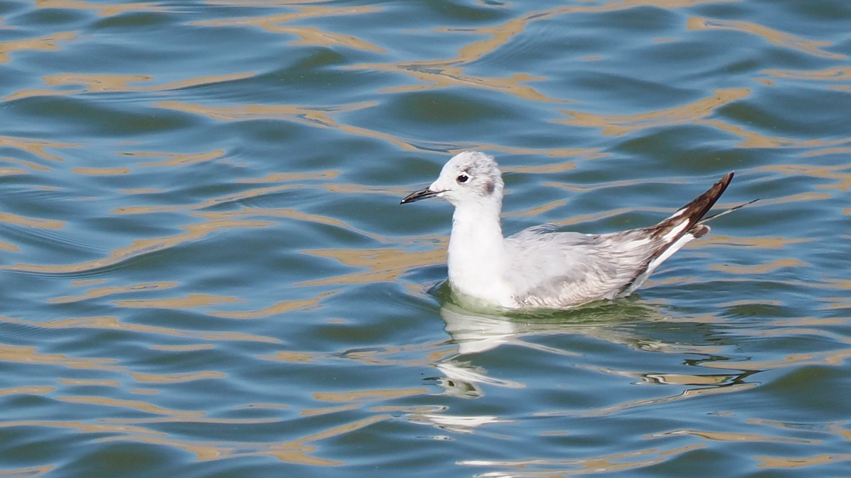 Bonaparte's Gull - Scott Tuthill