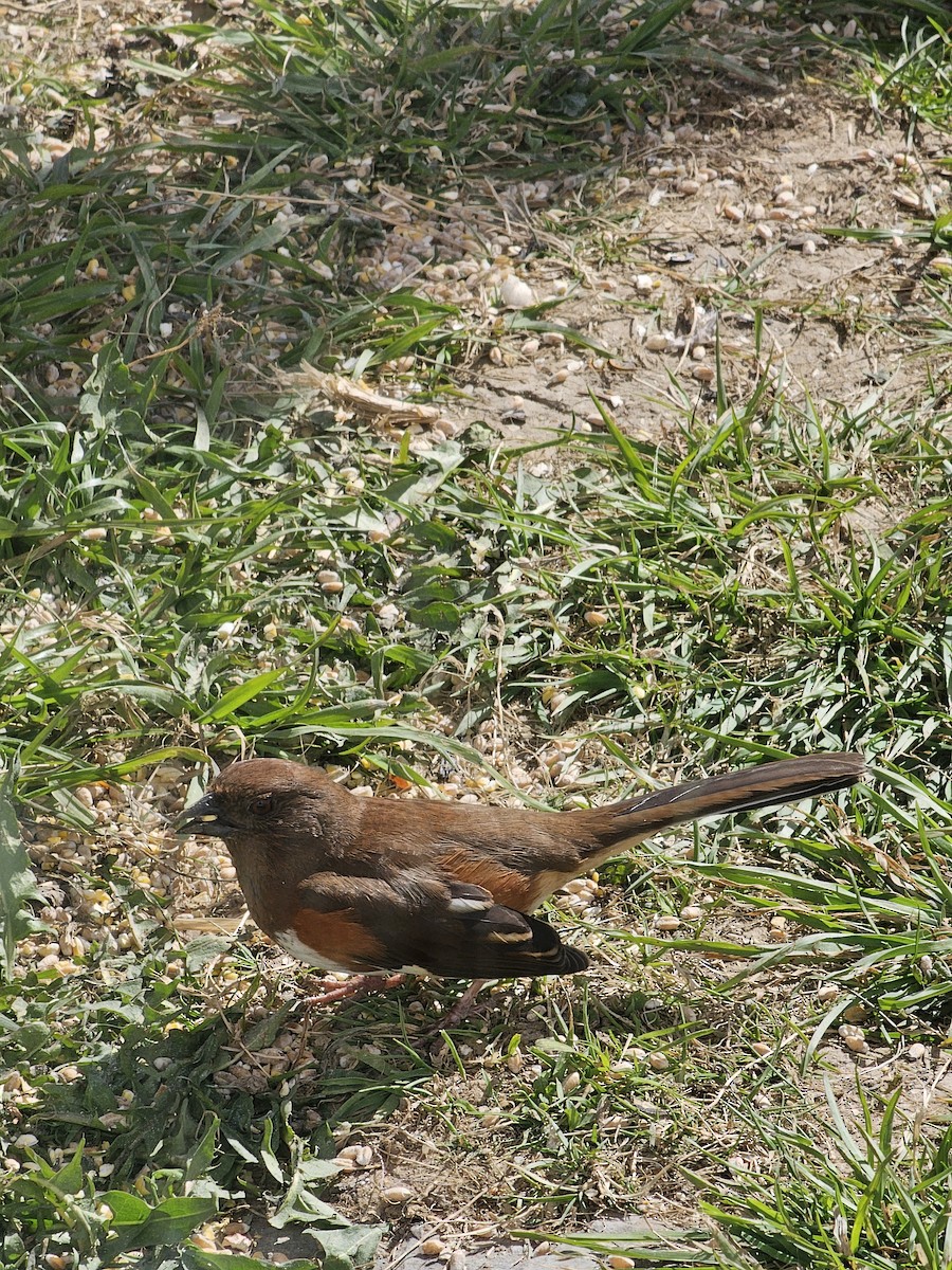 Eastern Towhee (Red-eyed) - Marci Sanford