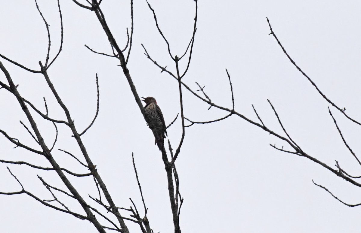 Northern Flicker - Robert Allie