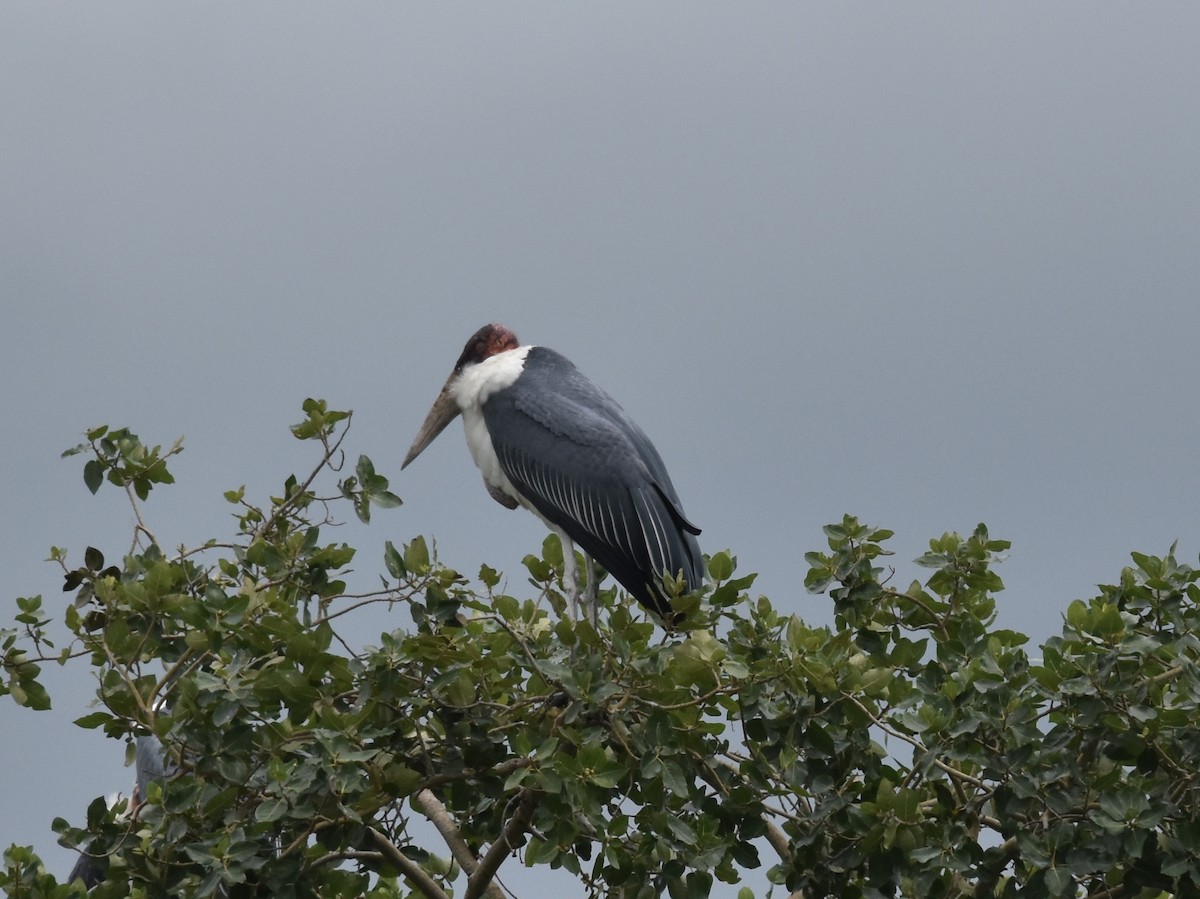 Marabou Stork - Shirley Bobier